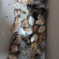 جوجه مرغ محلی|حیوانات مزرعه|طاهرگوراب, |دیوار