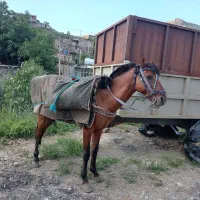 اسب|اسب و تجهیزات اسبسواری|مریوان, |دیوار