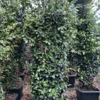 گل های زیبا با اندازه های مختلف