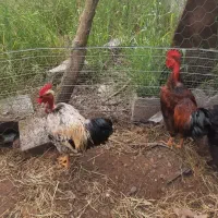 خروس گردن لختی