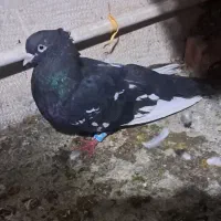 جفت رنگی
