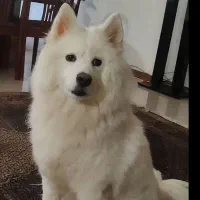 سگ ساموئید