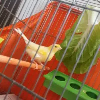 قناری قورولتی واتر|پرنده|اردبیل, |دیوار