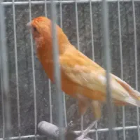 قناری رد فاکتور یا سرخ|پرنده|مشهد, شفا|دیوار