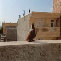 پرنده|پرنده|اردبیل, |دیوار