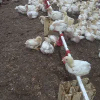 جوجه گوشتی راس|حیوانات مزرعه|اهواز, پردیس|دیوار