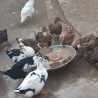 اردک پروازی تخمگذار وکرچ شو