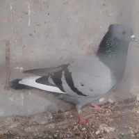 کبوتر|پرنده|خورموج, |دیوار