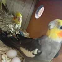 جفت عروس هلندی  جوجه کوتوله