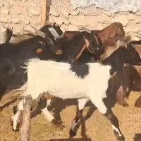 ۴۲راس بز ‌کهره دار و ابستن|حیوانات مزرعه|لامرد, |دیوار