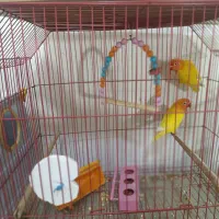 جفت طوطی برزیلی آماده تخم مولد به شرط|پرنده|باوی, |دیوار