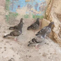 جوجه.