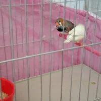 فنچ کینگ انگلیسی|پرنده|خرمآباد, |دیوار