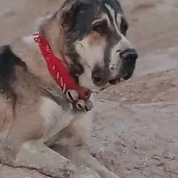 واگذاری لاس آلابای