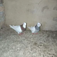 یک جفت طوقی الماسی به شرط جوجه کشی درجه یک