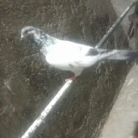 ی جایی همه باهم همه پرشی