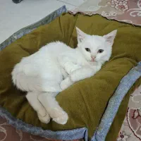 گربه