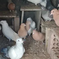 کفتر|پرنده|یزدان شهر, |دیوار