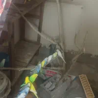 مرغ عشق انگلیسی . معاوضه با عروس.فنج .کتوله