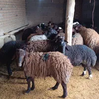 گوسفند زنده