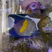 فرشته خجالتی عمان مخصوص آب شور سایز بزرگ|ماهی|اندیشه, اندیشه فاز ۵|دیوار