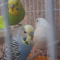 مرغ عشق|پرنده|قم, نیروگاه|دیوار