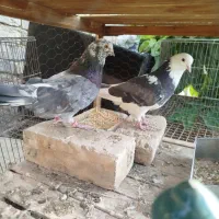 کبوتر سرور شازده هما