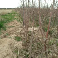 علف زنی بادستگاه