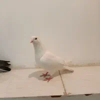 کبوتر زوردار کاشانی