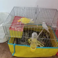 دوعدد پرنده|پرنده|سوسنگرد, |دیوار