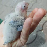 جوجه گرینچ اناناسی