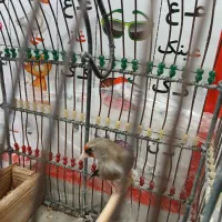 سهره ماده کرمانی کتان خور