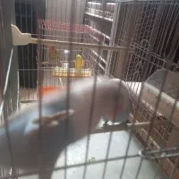 دوتا کوتوله شیطون نیمه دستی باهوش|پرنده|فولادشهر, A3|دیوار