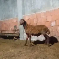 بره قوچ همو|حیوانات مزرعه|نوکنده, |دیوار