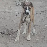 سگ نر نگهبان خراسانی البای