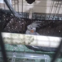 پرنده|پرنده|مشکین‌دشت, |دیوار