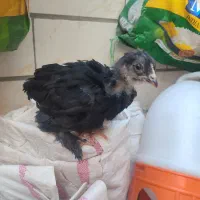 جوجه مرند قرسی یک ماهه