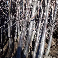 نهال و نهالستان سبلان سبز تختی|خدمات باغبانی و درختکاری|اردبیل, |دیوار