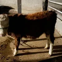 گوساله ماده سیمینتال|حیوانات مزرعه|مسجد سلیمان, |دیوار