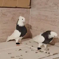 دو عدد کبوتر پیدا شده