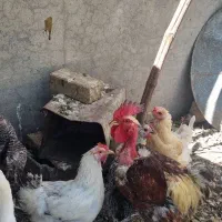 فروش مرغ و خروس اصل محلی اذان گو کرک شو و نژاد دار