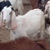 بز و بزغاله