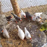 مرغ عشق عروس هلندی و فنچ|پرنده|فیروزکوه, |دیوار