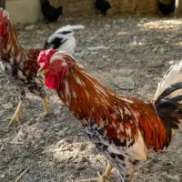 خروس پاپر گلین درجه ۱|حیوانات مزرعه|لواسان, |دیوار