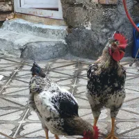 خروس
