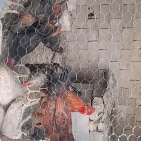 خروس|حیوانات مزرعه|ششده و قره بلاغ, |دیوار