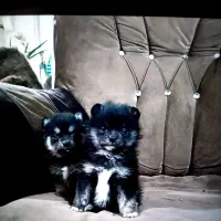 پامرین خرسی سایز صفر فقط ۶۰۰۰۰۰۰