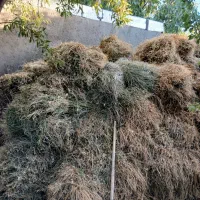 علوفه یونجه
