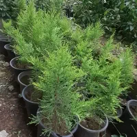 کاج طلایی لاوسون