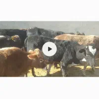 ۱۱ راس گوساله نر